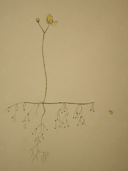 Utricularia_30